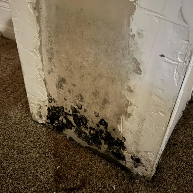 Professional Mold Removal in Lone Grove, OK